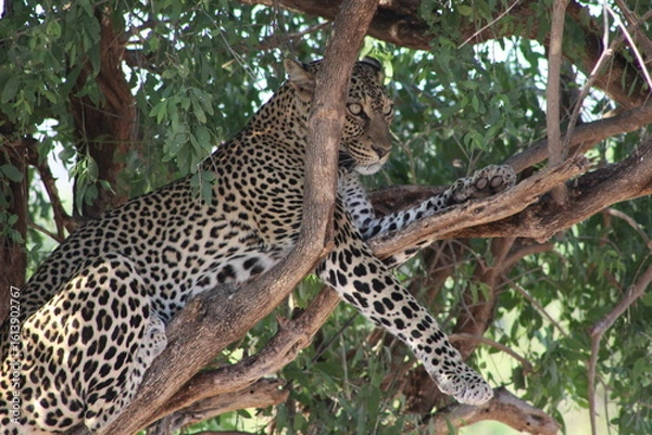 Obraz Jaguar in the wild