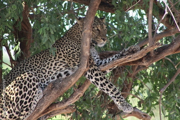 Obraz Jaguar in the wild