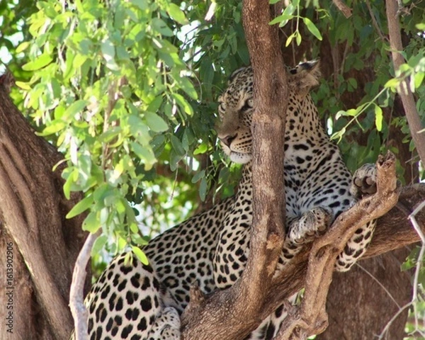 Obraz Jaguar in the wild