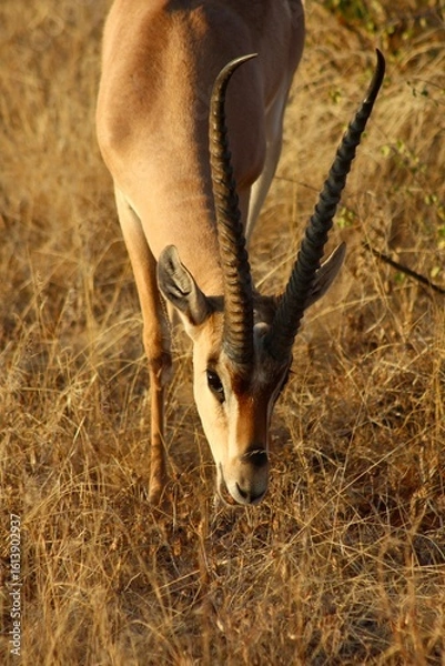 Obraz impala in the savannah