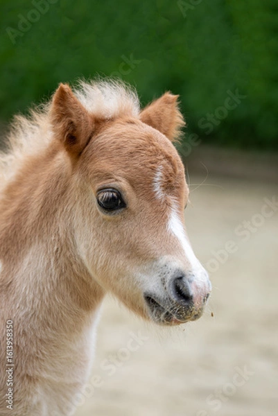 Obraz Shetlandpony Fohlen Portrait