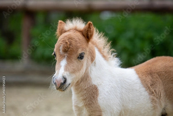 Fototapeta Shetlandpony Fohlen Portrait