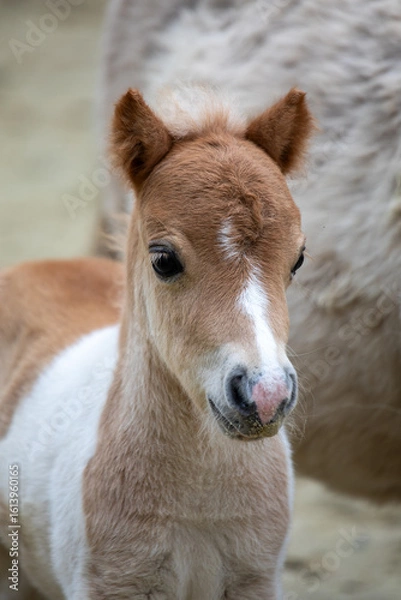 Obraz Shetlandpony Fohlen Portrait
