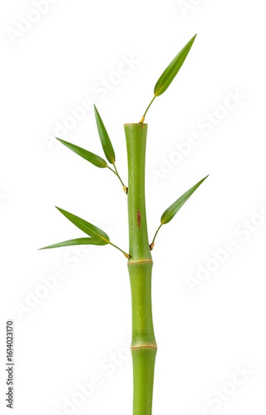 Obraz bamboo isolated on white background