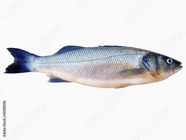 Obraz Sea Bass