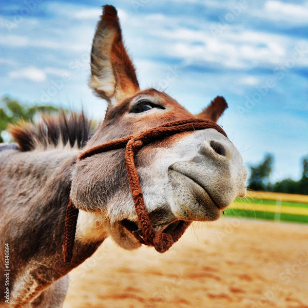 Fototapeta Donkey