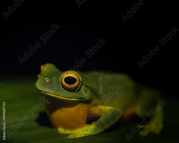 Fototapeta Tree Frog