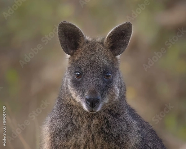 Fototapeta Swamp Wallaby