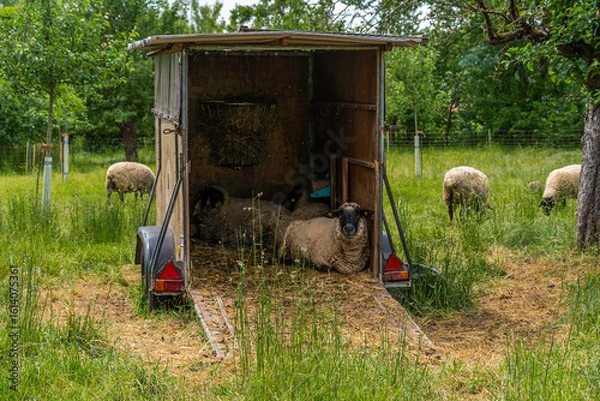 Obraz Sheep rest in a trailer in an orchard meadow, some graze outside – rural tranquility, species-appropriate husbandry on natural pasture.
