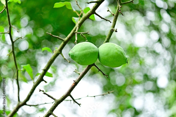 Obraz Cathaya-Scheinquitte