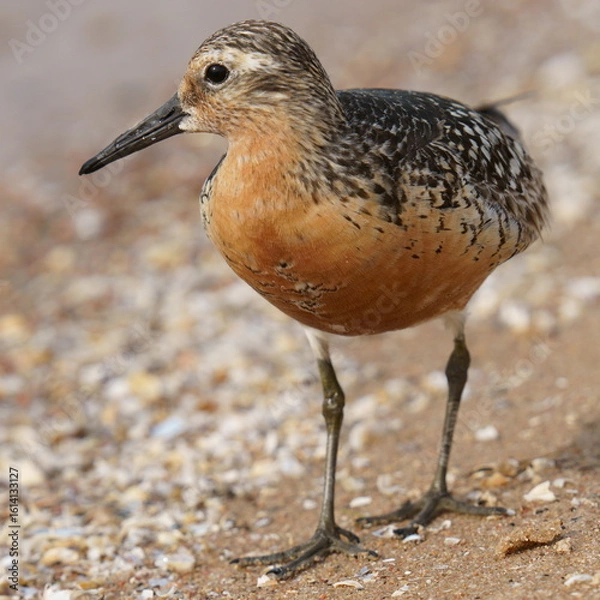 Fototapeta Red-plumaged sandpiper on the shore (close-up). The red knot or just knot (Calidris canutus) is a medium-sized shorebird which breeds in tundra and the Arctic Cordillera in the far north of Canada. 