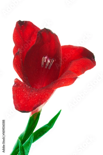 Obraz a gladiolus flower grows on a beautiful background