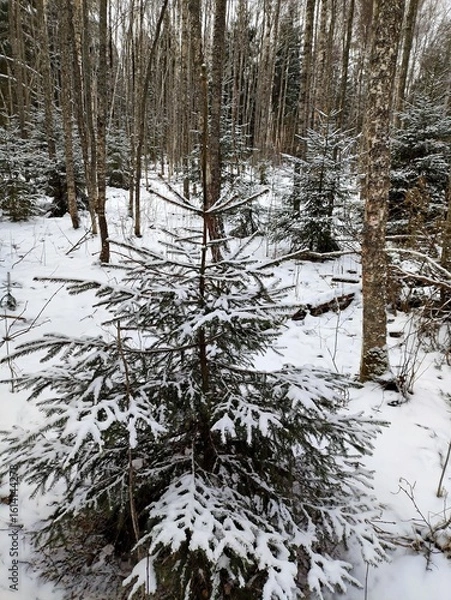 Fototapeta Beautiful winter wild nature. Snow covered trees and bushes. Unique forest image before the New Year.