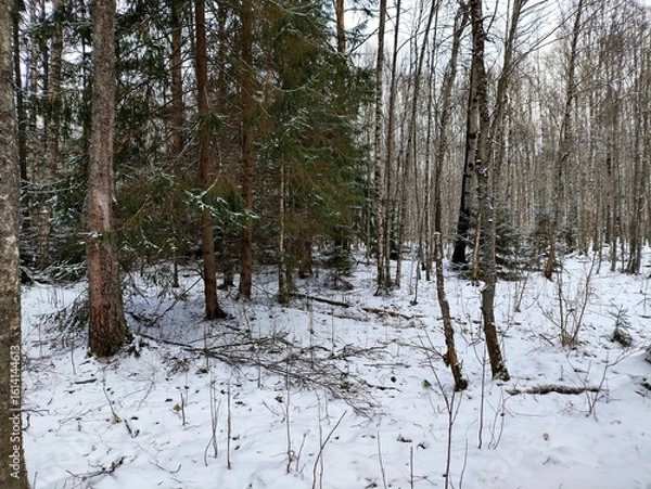 Fototapeta Beautiful winter wild nature. Snow covered trees and bushes. Unique forest image before the New Year.