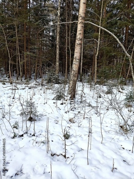 Fototapeta Beautiful winter wild nature. Snow covered trees and bushes. Unique forest image before the New Year.