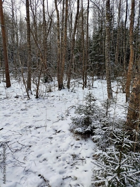 Fototapeta Beautiful winter wild nature. Snow covered trees and bushes. Unique forest image before the New Year.