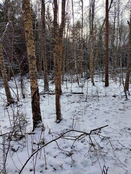 Fototapeta Beautiful winter wild nature. Snow covered trees and bushes. Unique forest image before the New Year.