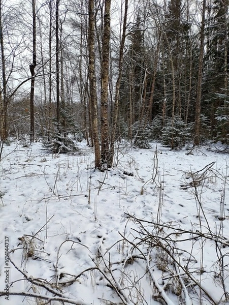 Fototapeta Beautiful winter wild nature. Snow covered trees and bushes. Unique forest image before the New Year.