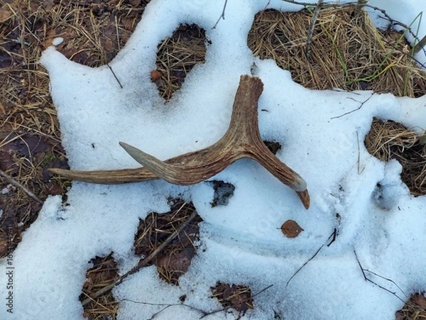 Fototapeta the horn of a male moose found in the spring in the forest.