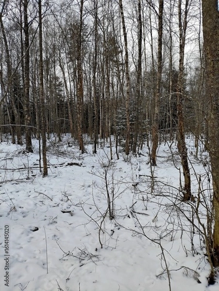 Fototapeta Beautiful winter wild nature. Snow covered trees and bushes. Unique forest image before the New Year.