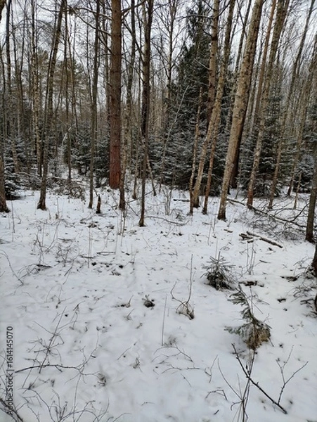 Fototapeta Beautiful winter wild nature. Snow covered trees and bushes. Unique forest image before the New Year.