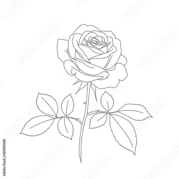 Fototapeta Elegant Rose Outline Illustration with Leaves and Stem on White Background