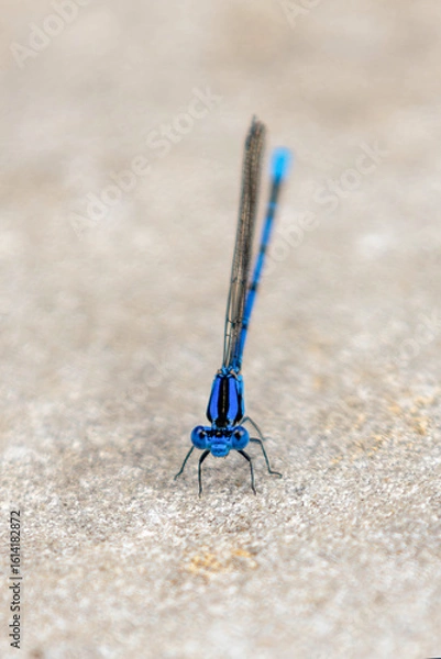 Obraz blue damselfly