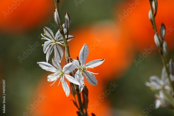 Obraz White flower on orange background