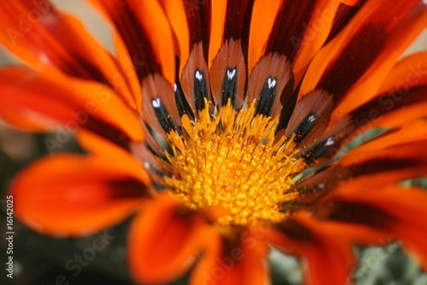 Obraz Flower with hearts