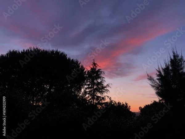 Obraz Sunset over the tree silhouettes 