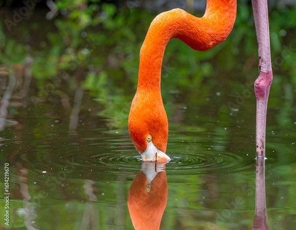 Obraz Close-up of a flamingo dipping its head in water