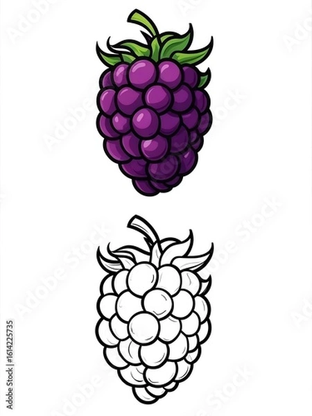 Fototapeta Colored and Black and White Raspberry Illustration