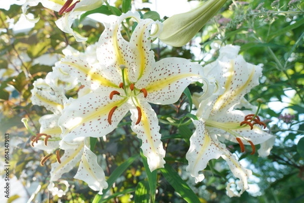 Fototapeta 夏の山の中にヤマユリの花が咲く