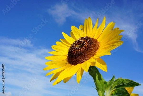 Fototapeta 真夏の日差しの中のヒマワリの花