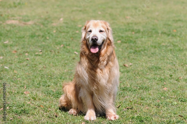 Obraz ゴールデンレトリバー