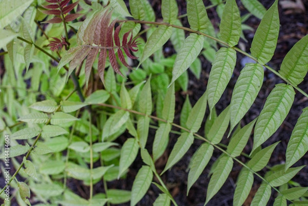 Fototapeta green leafs and nature in the morning