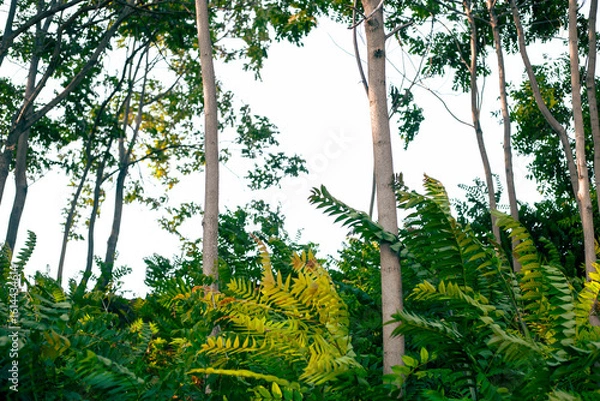 Obraz green leafs and nature in the morning