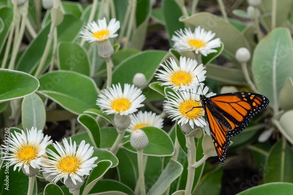 Obraz marlborough rock daisy flowers in bloom with monarch butterfly feeding on nectar