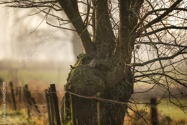 Obraz Little owl (Athene noctua) hiding in a willow tree in the morning light, Belgium
