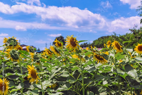 Obraz 深谷市長在家　ひまわり畑ー7