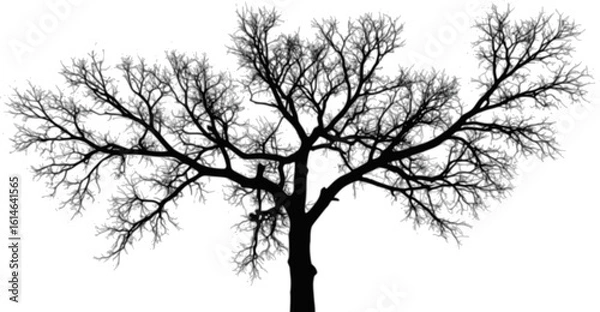 Fototapeta Black and white silhouette of tree branches abstract forest design in pointillism technique overhead top view vector on transparent background natural ink textured artistic composition