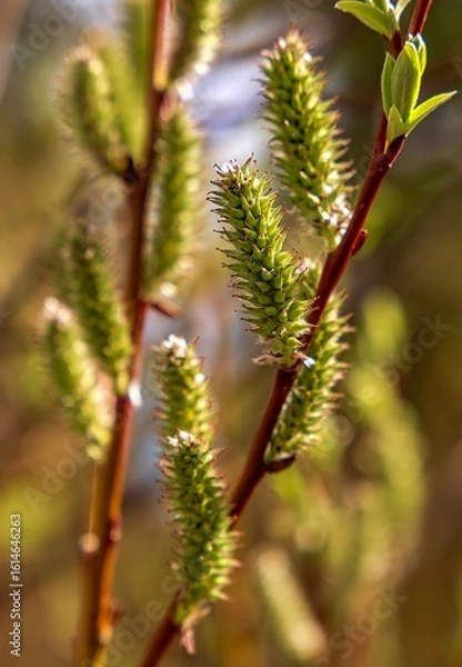 Fototapeta Close Up Of Willow Branches In The Spring