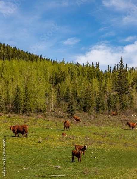 Fototapeta Herd Of Brown Cows In A Field