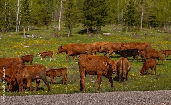Fototapeta Cows In A Field