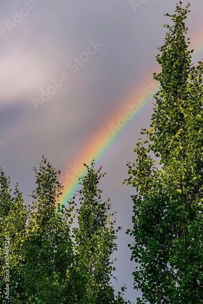 Fototapeta Rainbow Over Trees