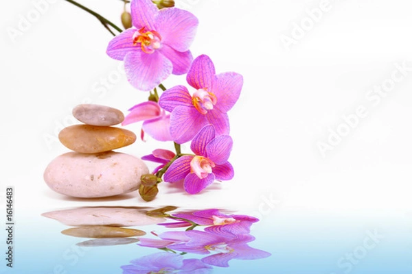 Fototapeta wasser,orchidee