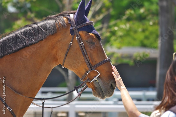 Obraz 馬術競技のイベントで観客の人間と触れ合う馬