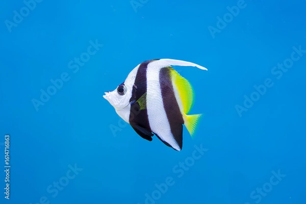 Fototapeta Striking Black, White, and Yellow Longfin Bannerfish in Blue Water. A Longfin Bannerfish (Heniochus acuminatus), with its distinctive black, white, and bright yellow markings, swims in clear water.
