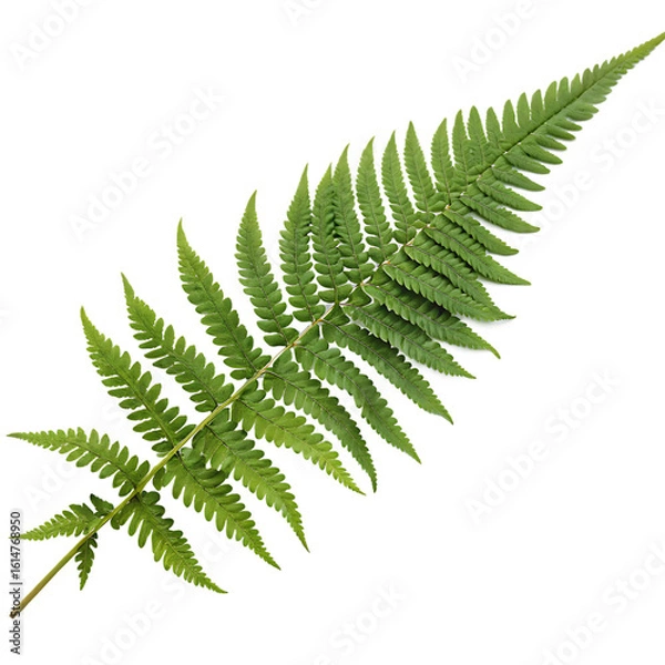 Fototapeta A whole single fern frond isolated on a transparent background