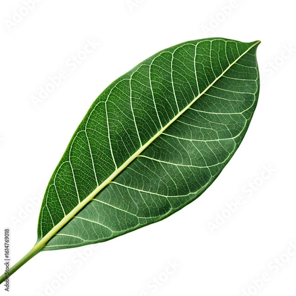 Fototapeta A whole single ficus leaf isolated on a transparent background